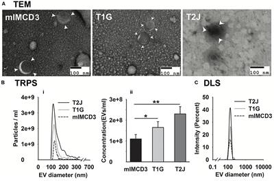 Tsc Gene Locus Disruption and Differences in Renal Epithelial Extracellular Vesicles